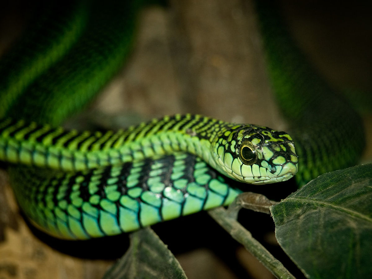 serpent boomslang dans la zone de conservation de Ngorongoro Tanzanie