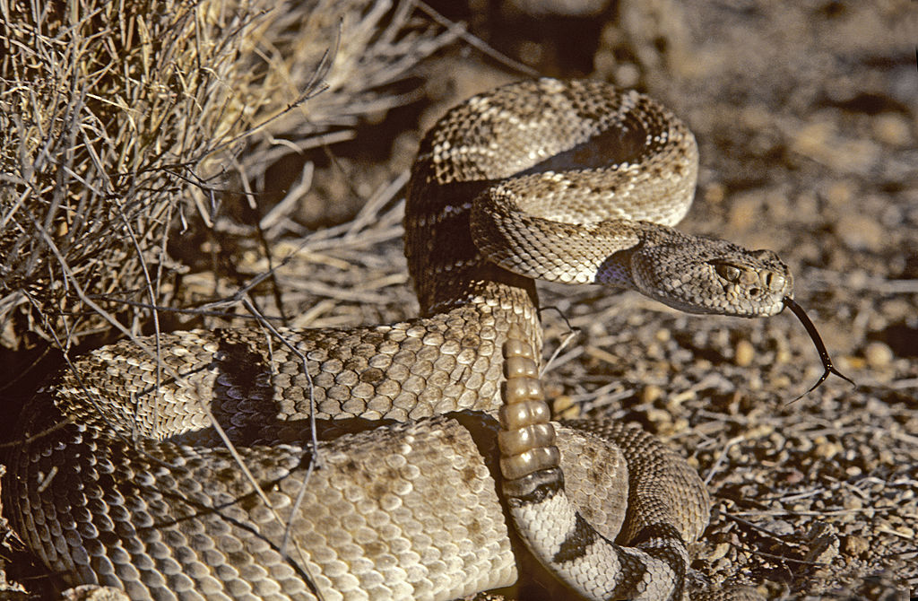 serpent à sonnette à dos diamant occidental en bobine défensive, détection avec la langue
