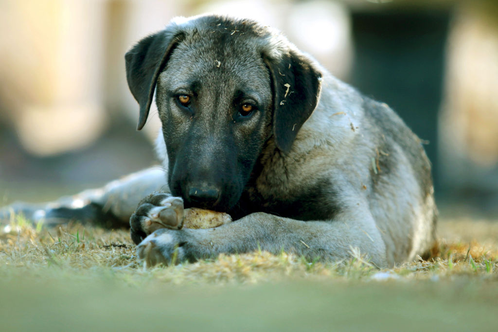 Un chiot chien de berger d'Anatolie regarde la caméra tout en mangeant un os.