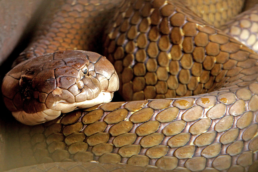 King Cobra, d'environ trois à quatre mètres de long