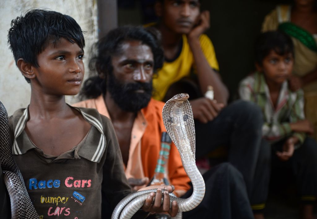 serpent cobra indien charmeur charmeur de serpent indien tient un serpent cobra