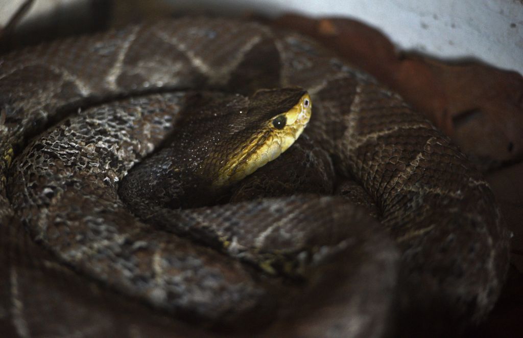 serpent à tête de lance commun vu au zoo Rosy Walter