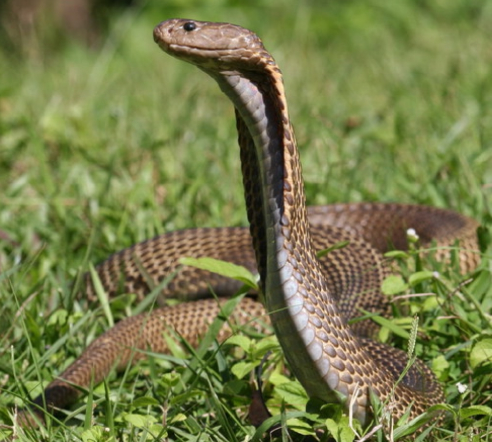 cobra philippin les serpents les plus mortels